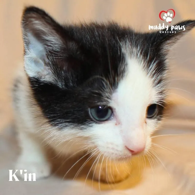 Mayan Litter:  K'in thumbnail 2