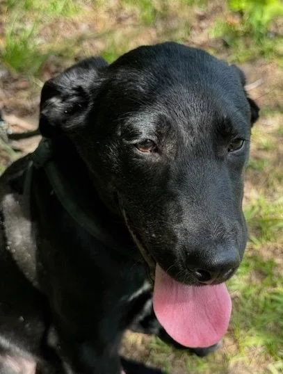 A young large-sized male Labrador Retriever dog named Chester for adoption in Tarrytown, GA
