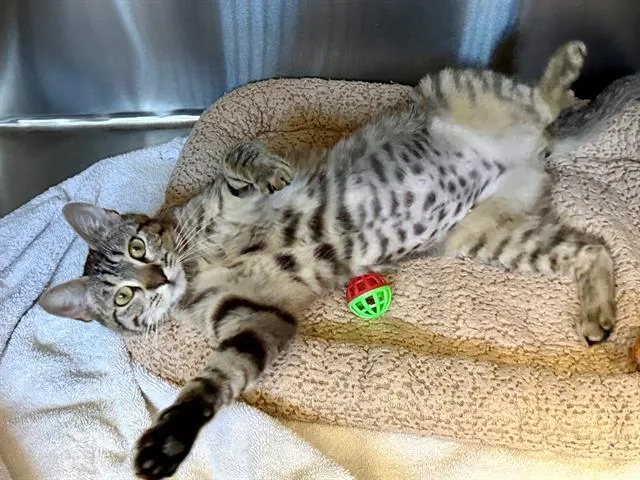A young small-sized female Domestic Short Hair cat named Mittens for adoption in Santa Rosa, CA