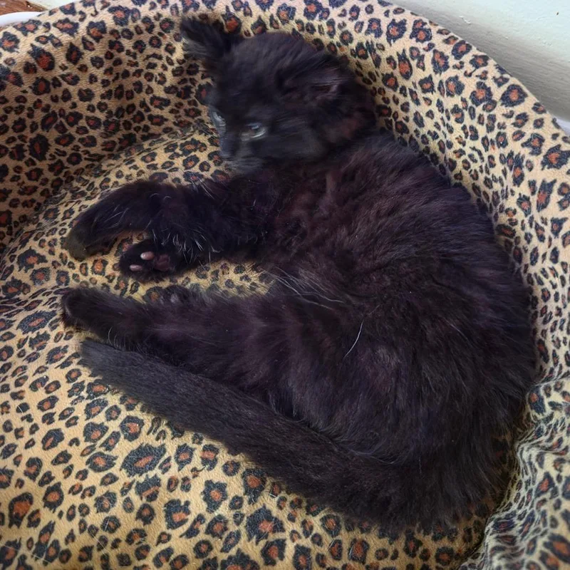 A baby small-sized female Black Domestic Long Hair cat named Ghanima for adoption in Huntsville, AL