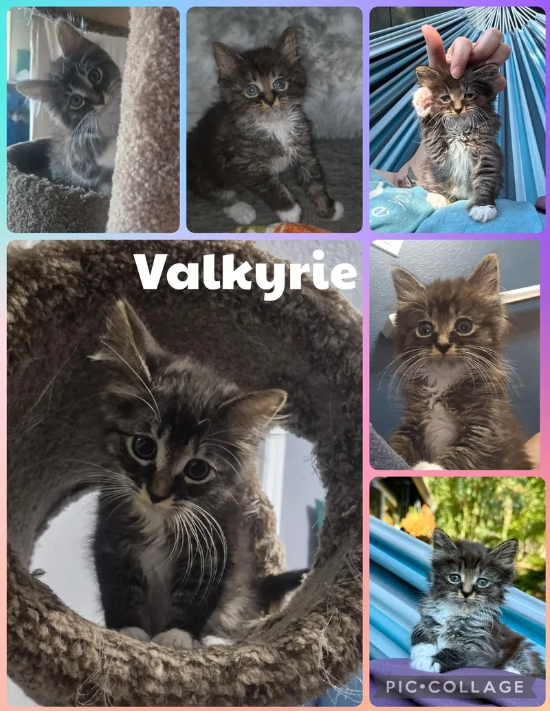 Valkyrie
