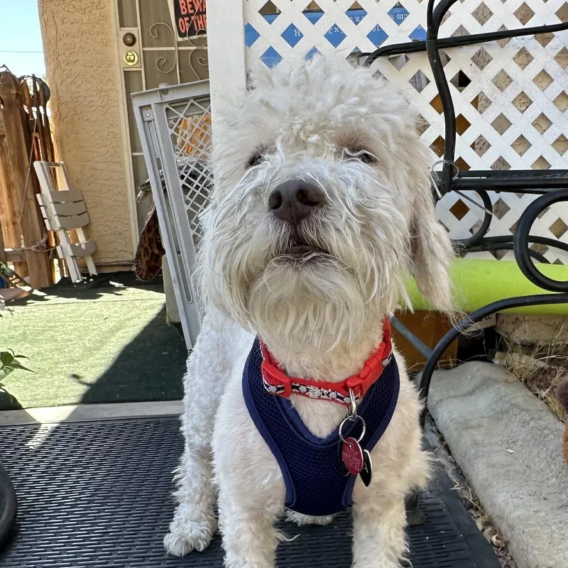 An adult small-sized male White / Cream Coton de Tulear dog named Bubba for adoption in Las Vegas, NV