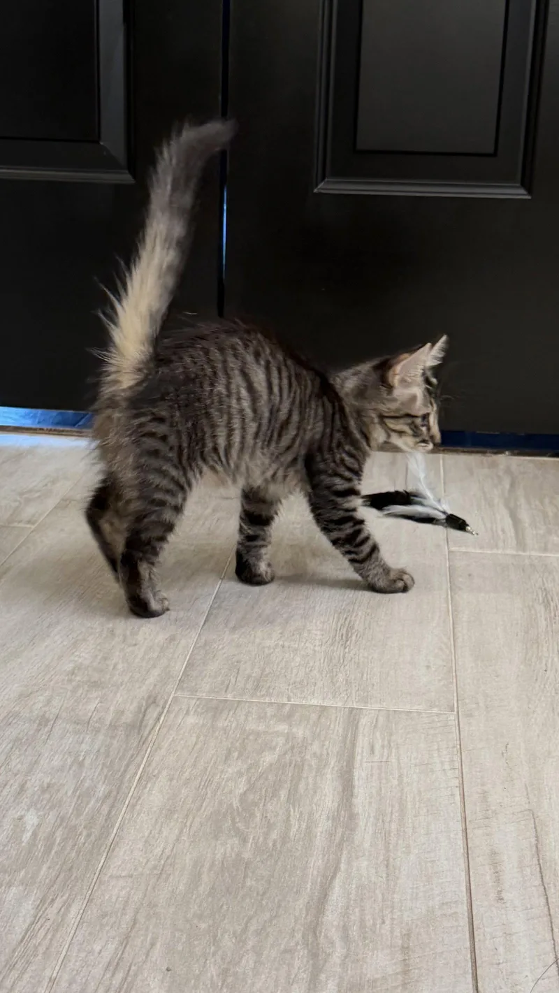 A baby medium-sized male Domestic Medium Hair cat named Tapit for adoption in Rosenberg, TX