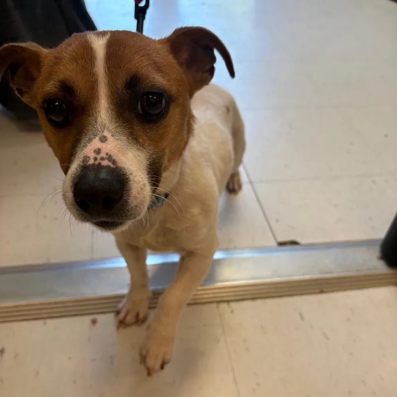 An adult small-sized male White / Cream Jack Russell Terrier dog named Turbo for adoption in Marshall, VA