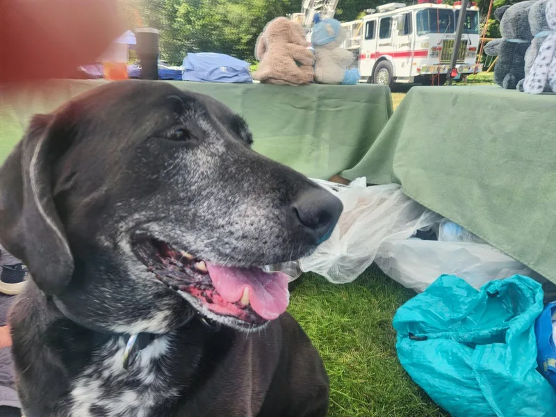 A senior large-sized female Retriever dog named Amelia for adoption in Swansea, MA