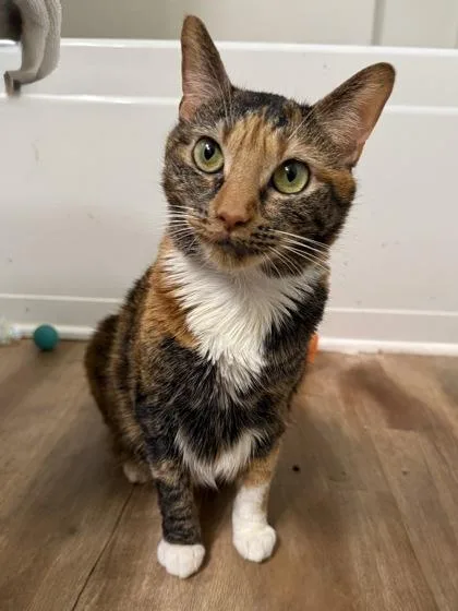 An adult large-sized female Domestic Short Hair cat named Mazie for adoption in Honolulu, HI