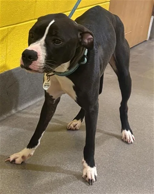 A young medium-sized female Pit Bull Terrier dog named Godiva for adoption in Upper Marlboro, MD