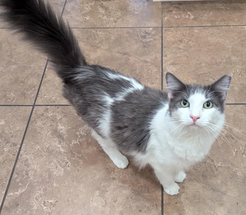 An adult large-sized male Domestic Medium Hair cat named Chicken for adoption in Phoenix, AZ