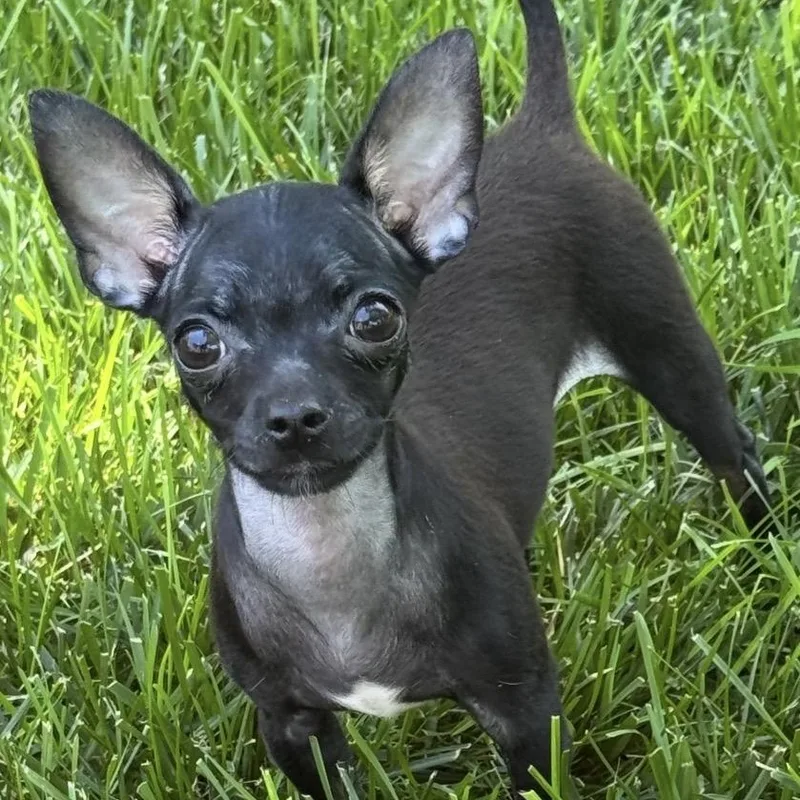 A baby small-sized female Black Chihuahua dog named Winslie for adoption in Thompson's Station, TN