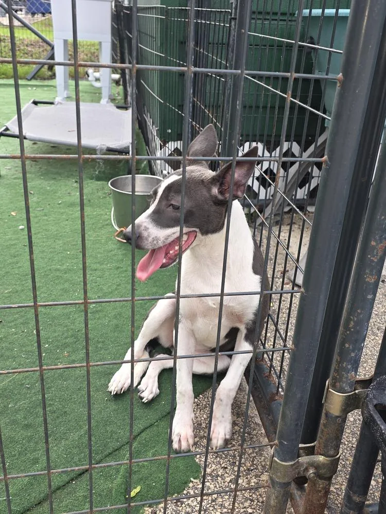 A baby small-sized female Tricolor (Brown, Black, & White) Terrier dog named Tilly for adoption in Lakeland, FL