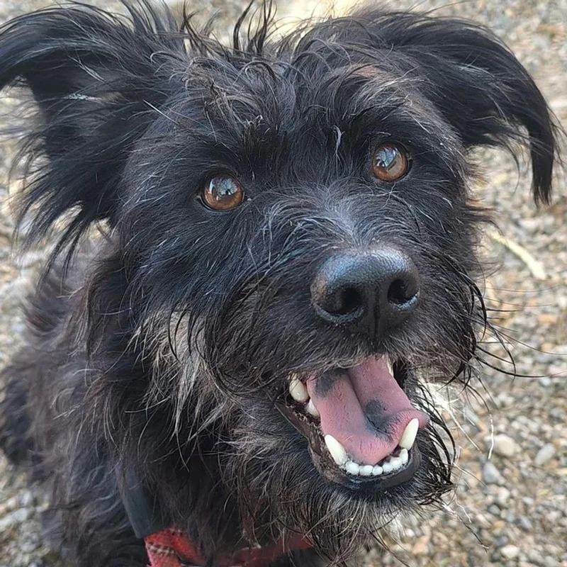 An adult medium-sized male Black Terrier dog named Rocket for adoption in Lake Havasu City, AZ