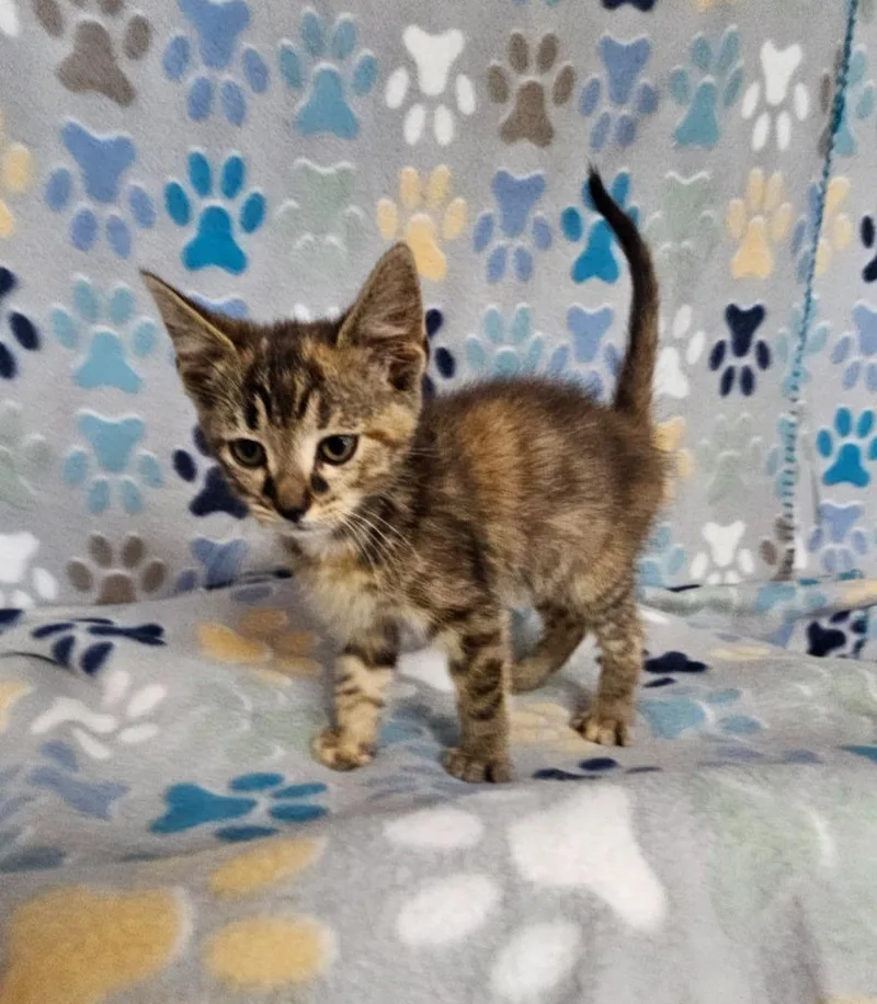 A baby small-sized female Domestic Short Hair cat named Savoy for adoption in Wabash, IN