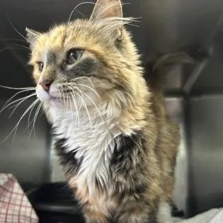 A senior large-sized female Domestic Medium Hair cat named Priss for adoption in Rapid City, SD