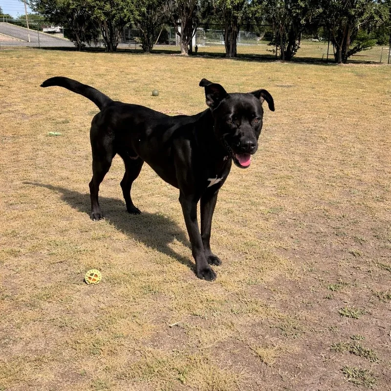 A young medium-sized male Black Labrador Retriever dog named Titus for adoption in Valdosta, GA