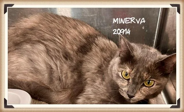Minerva