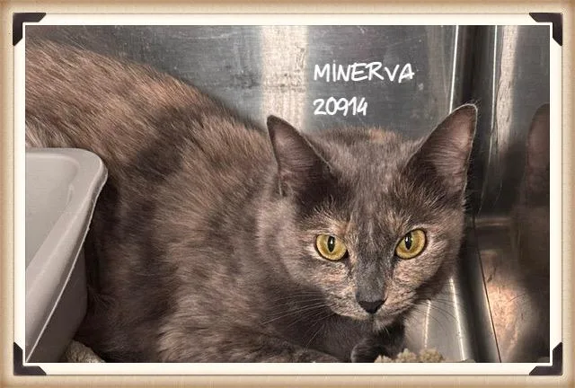 Minerva thumbnail 2