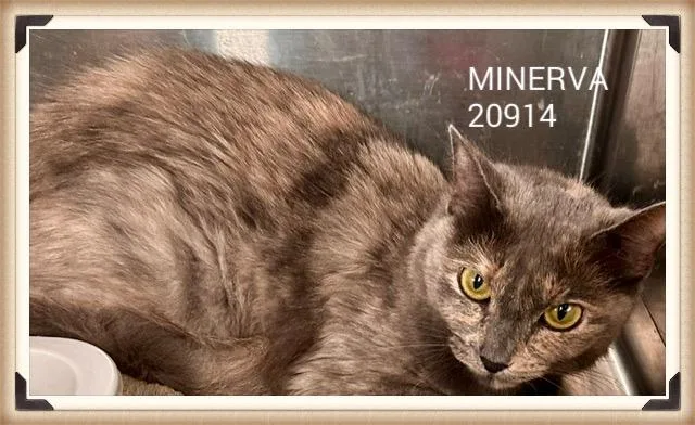 Minerva thumbnail 3