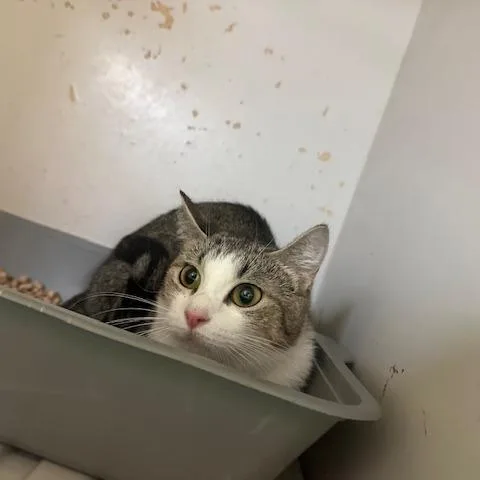 An adult medium-sized female Gray / Blue / Silver Domestic Short Hair cat named Suzie for adoption in Enterprise, AL