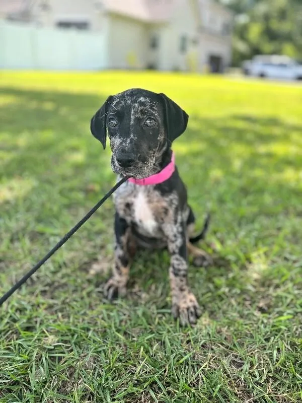 A baby small-sized female Black Labrador Retriever dog named Violet for adoption in Aiken, SC