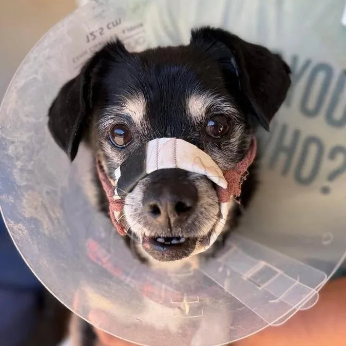 A senior small-sized male Black Dachshund dog named Roo for adoption in Ramona, CA