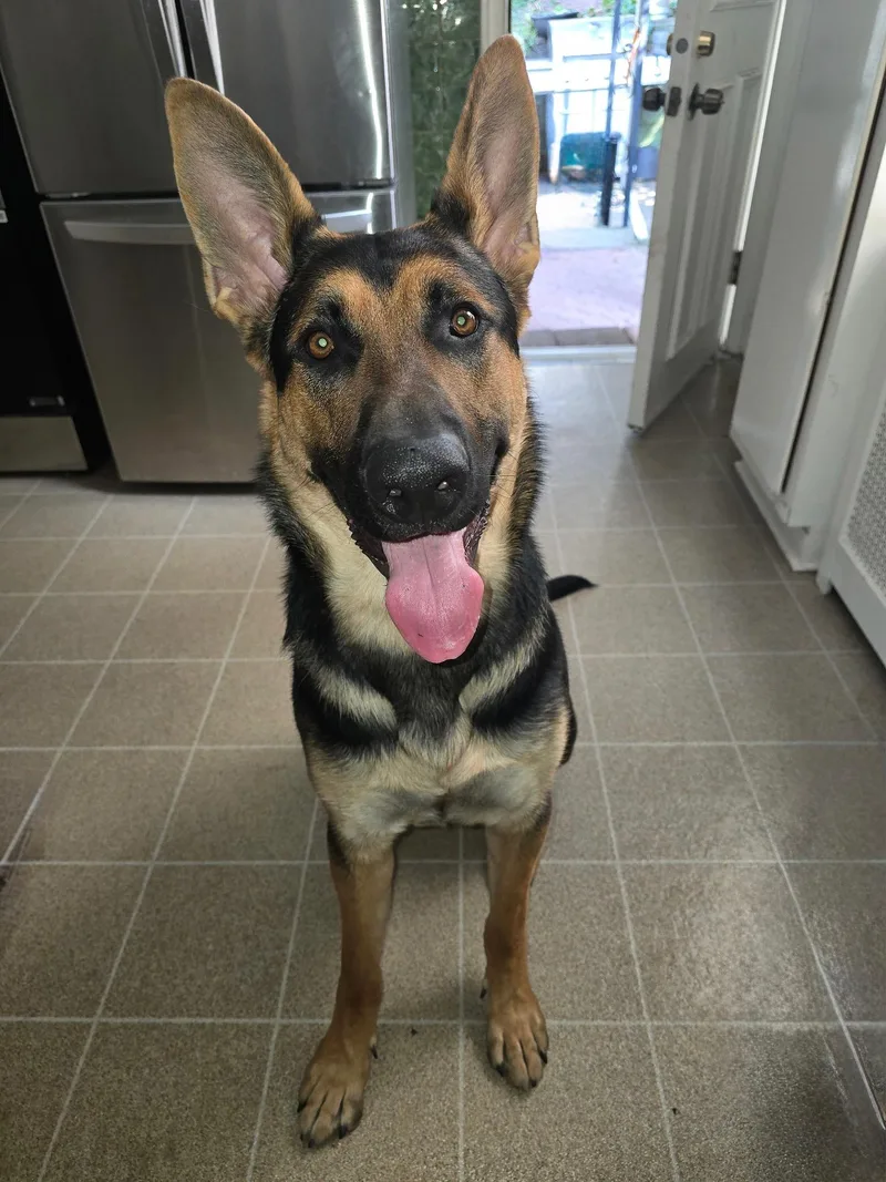 A young large-sized male Black German Shepherd Dog dog named Bailey for adoption in Edison, NJ