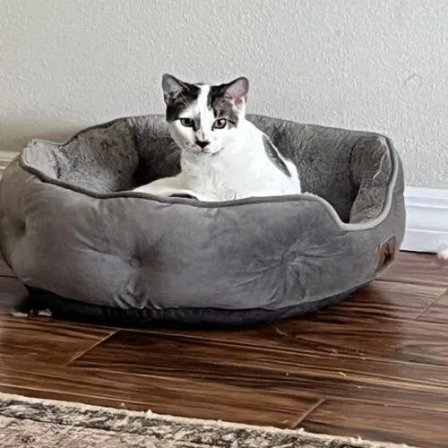 A baby small-sized male Domestic Short Hair cat named Lincoln K for adoption in Tampa, FL