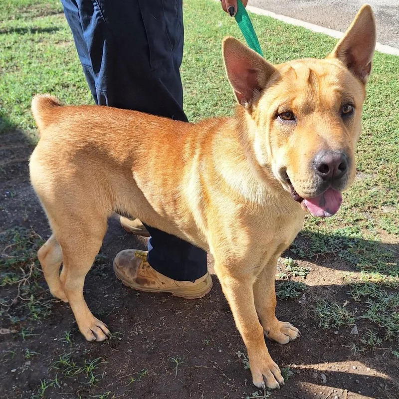 An adult medium-sized male Apricot / Beige Shar-Pei dog named Squish for adoption in Austin, TX
