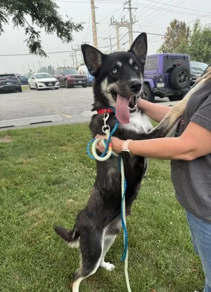 An adult medium-sized female Black Husky dog named Icee for adoption in Tinley Park, IL