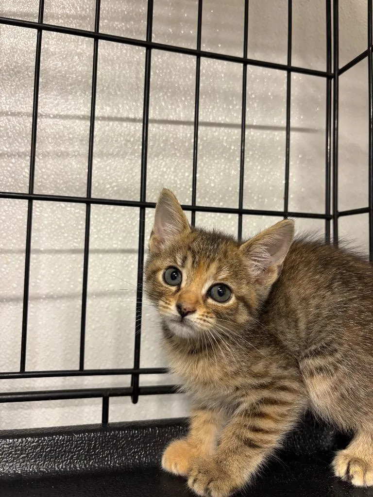 A baby large-sized female Domestic Short Hair cat named Banana for adoption in Metter, GA