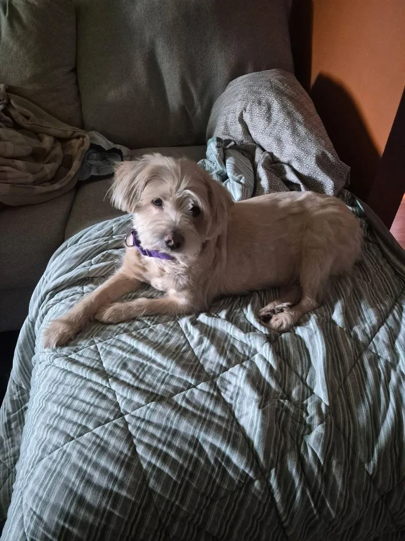 A senior medium-sized male White / Cream Mixed Breed dog named Jasper for adoption in Wahpeton, ND