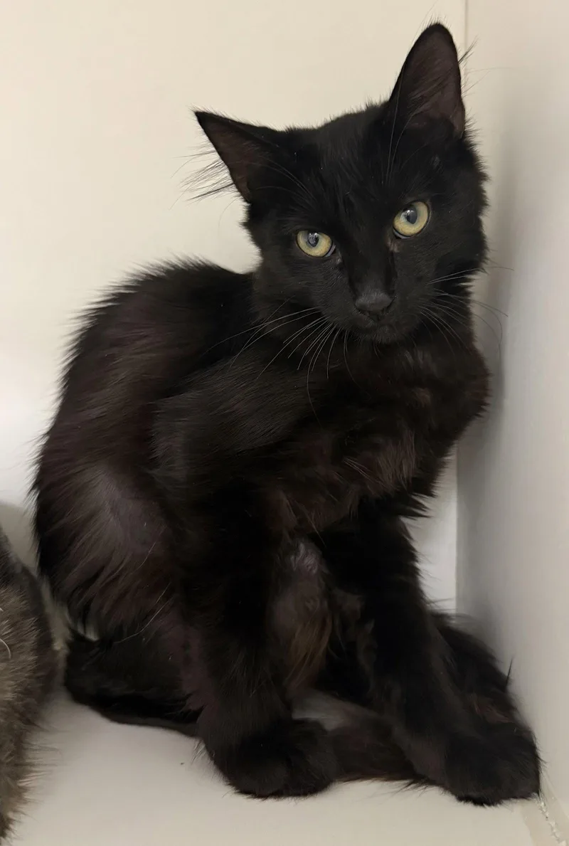 A young medium-sized female Black Domestic Short Hair cat named Meter Maid for adoption in Satellite Beach, FL