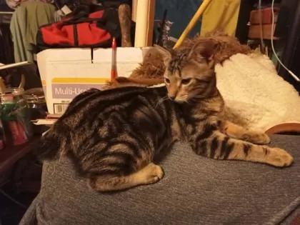 A young medium-sized male Domestic Short Hair cat named Teddy for adoption in River Ridge, LA