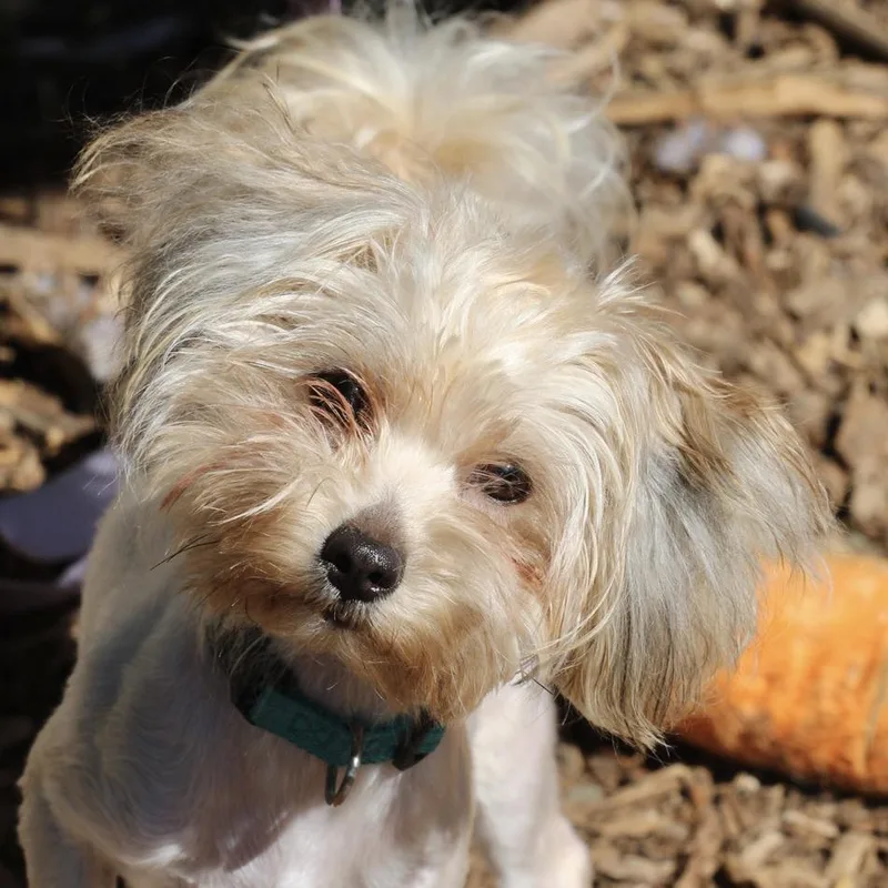 A young small-sized female Yellow / Tan / Blond / Fawn Yorkshire Terrier dog named Rita for adoption in Briarcliff Manor, NY