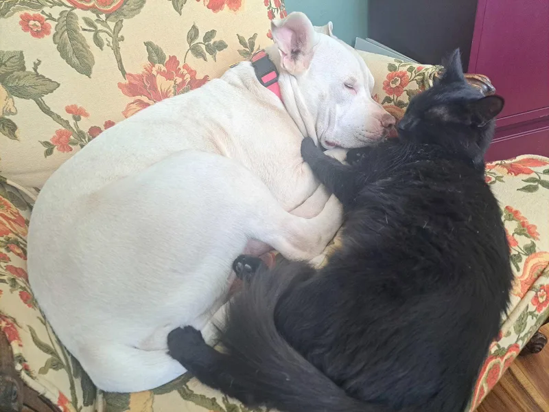 An adult medium-sized female Pit Bull Terrier dog named Stella Os for adoption in Saint Paul, MN