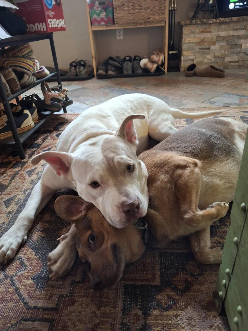 Stella Os thumbnail 2