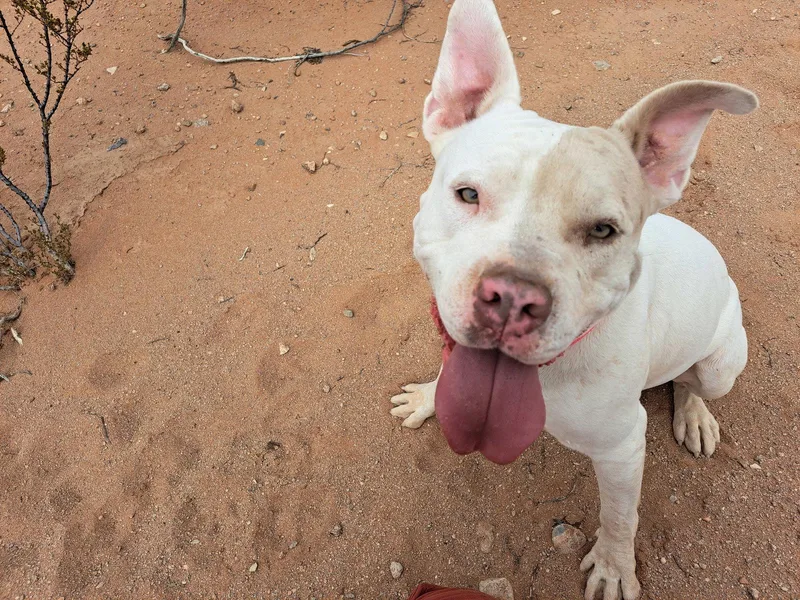 Stella Os thumbnail 3