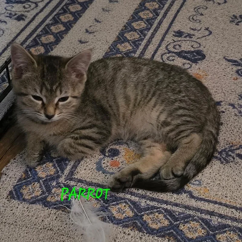A baby small-sized female Brown / Chocolate Domestic Short Hair cat named Parrot for adoption in Parkersburg, WV