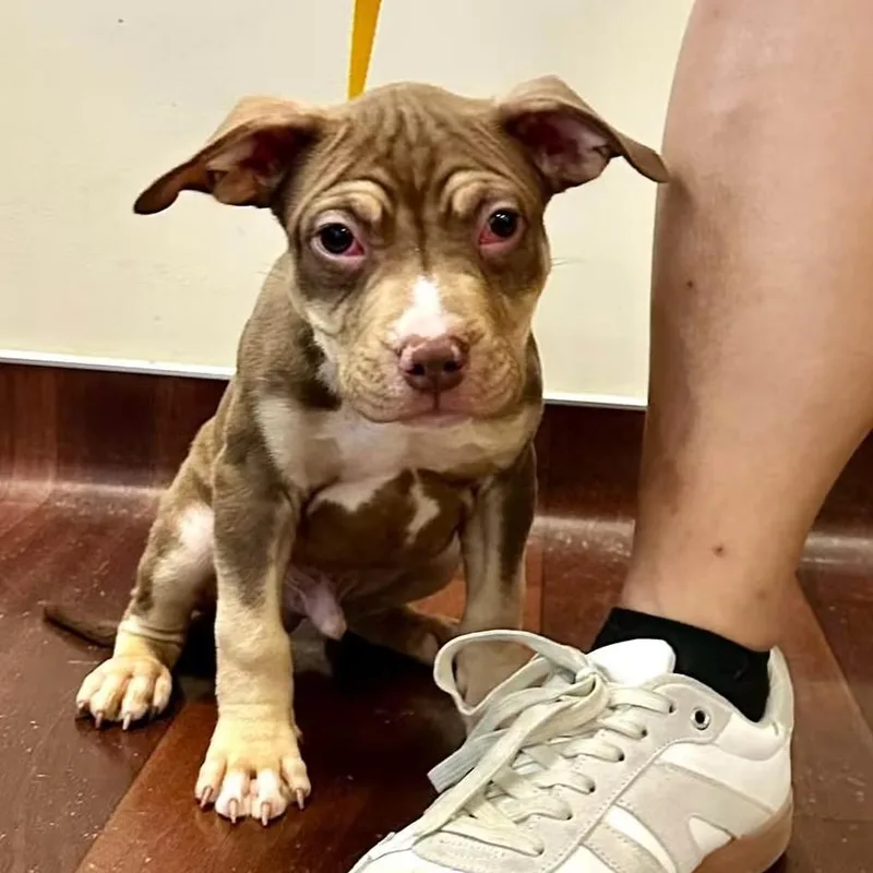 A baby small-sized male Pit Bull Terrier dog named Ghost ~ Coming Soon!!! for adoption in Chicago, IL