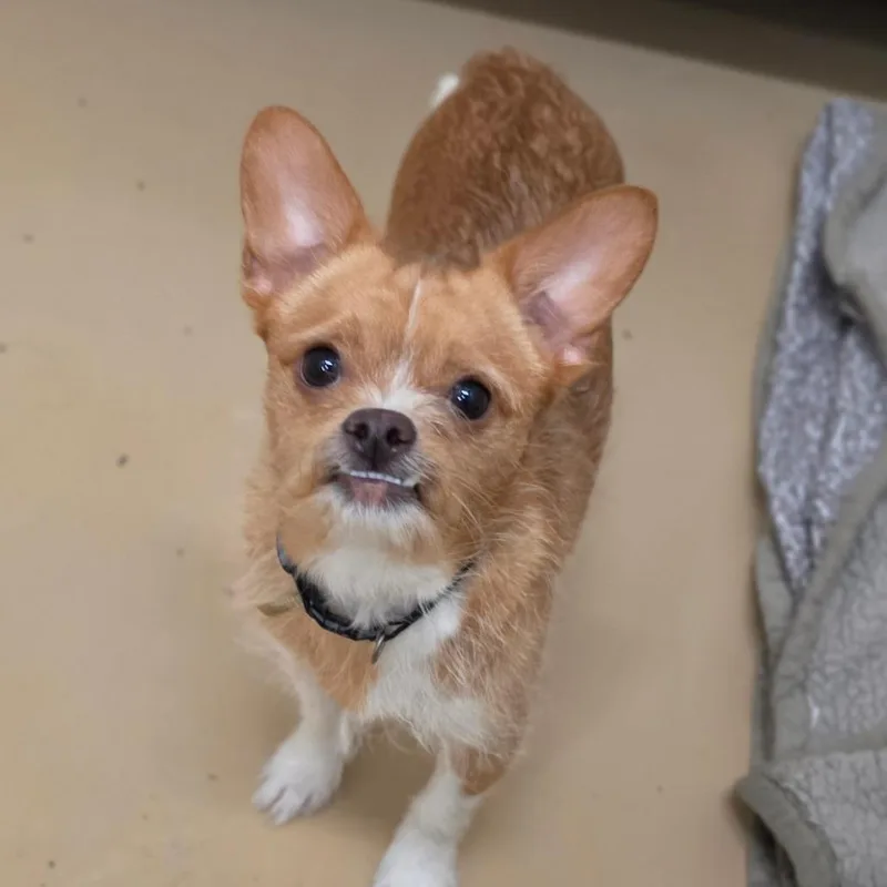An adult small-sized male Yellow / Tan / Blond / Fawn Terrier dog named Billy  Chino Hills for adoption in Chino Hills, CA