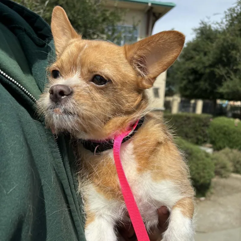 Billy  Chino Hills thumbnail 2