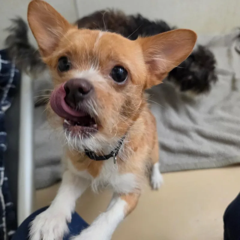 Billy  Chino Hills thumbnail 3