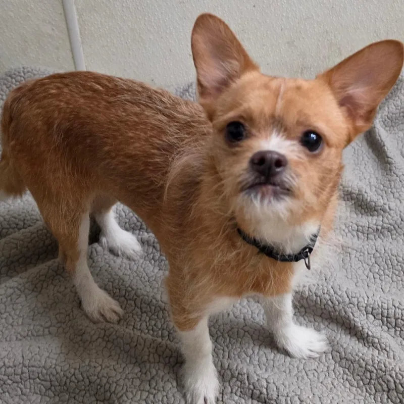 Billy  Chino Hills thumbnail 4