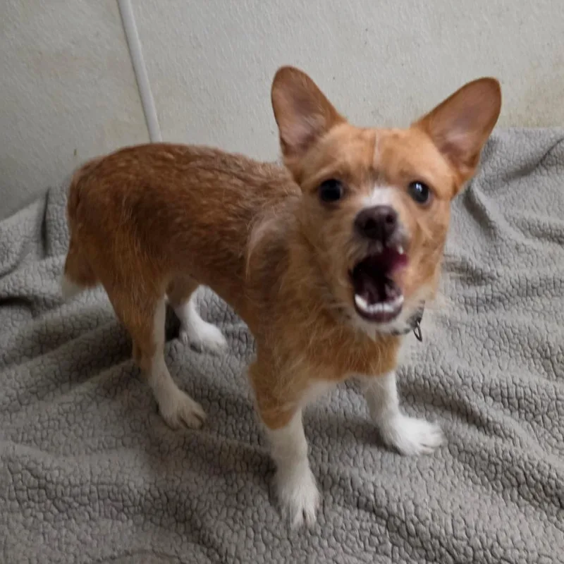 Billy  Chino Hills thumbnail 5