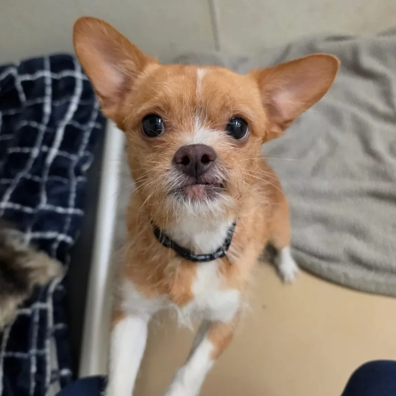 Billy  Chino Hills thumbnail 6