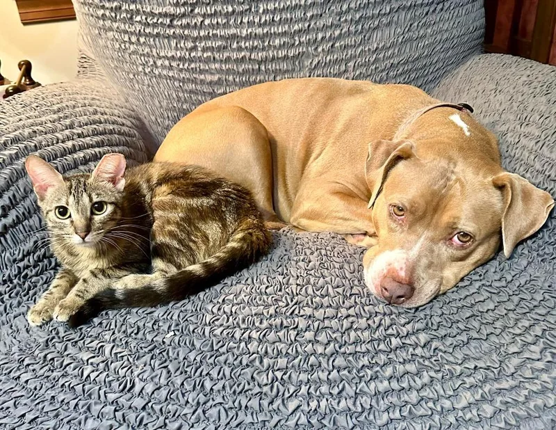 A young medium-sized female Domestic Short Hair cat named Teal for adoption in Pawtucket, RI