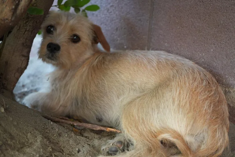 A baby small-sized female Terrier dog named Mazapan for adoption in Coachella, CA
