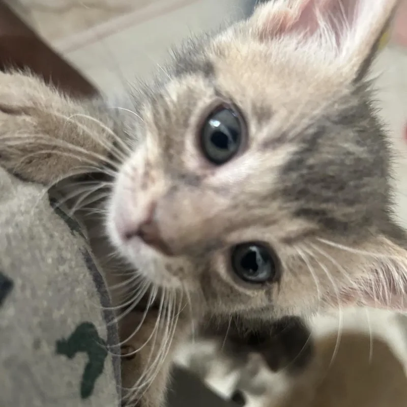 A baby small-sized male Domestic Short Hair cat named Miracle for adoption in Middletown, NY
