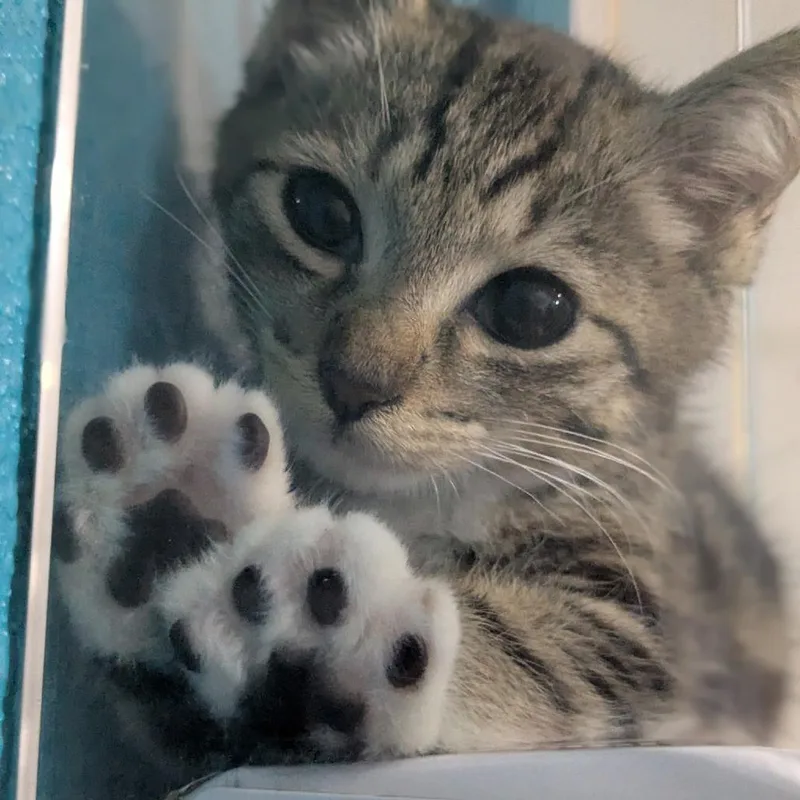 A baby small-sized female Domestic Short Hair cat named Toebean for adoption in Wahiawa, HI