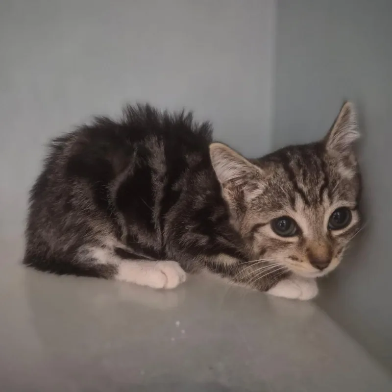 Toebean thumbnail 2