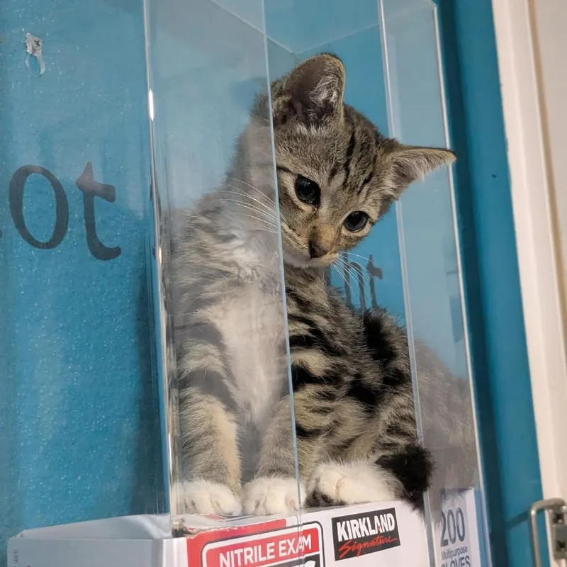 Toebean thumbnail 3